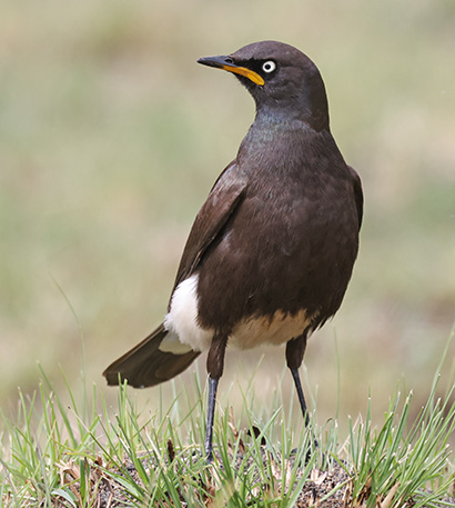 Pied Starling